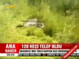 mersin - 120 keçi telef oldu  Videosu