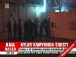 Atlar kamyonda sıkıştı 