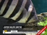 japon baligi - Japon balığı Abd'de  Videosu