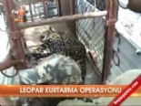 hindistan - Leopar kurtarma operasyonu  Videosu