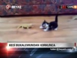 yavru kedi - Kedi bukalemundan korkunca  Videosu