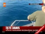 kopekbaligi - İşte Jaws  Videosu