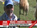maas farki - 2 bin lira maaşlar çoban aranıyor  Videosu