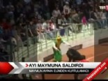 cin halk cumhuriyeti - Ayı maymuna saldırdı  Videosu