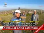 Ormanlar böyle katledildi 