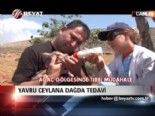 yavru ceylan - Yavru ceylana dağda tedavi  Videosu