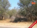 arac konvoyu - Çitadan Kaçtı Araca Sığındı Videosu