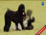barack obama - Beyaz Saray'ın Yeni Köpeği Sunny  Videosu