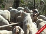 kurbanlik hayvan - Kurban Satışları Başladı Videosu