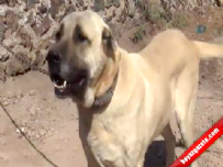 anadolu aslani - Hırsızların Yeni Gözdesi Malaklı Köpekleri  Videosu