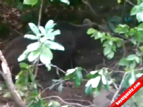 domuz avi - Domuz Kapanına Yakalanan Ayı Böyle Görüntülendi  Videosu