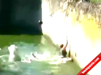 hayvanat bahcesi - Boz ayıların fotoğrafını çekerken suya düştü Videosu
