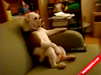 Bu köpek bildiğin tv seyrediyor 