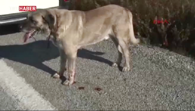 Kangal köpeği kilometrelerce asfaltta sürüklendi 