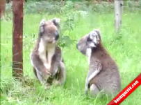 Tembel Koalaların Sevimli Kavgası 