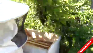 ari kovani - Kovandan firar eden arılar yakalandı  Videosu