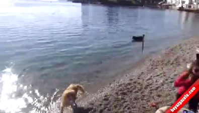 turkiye - Türkiye donuyor Bodrum yanıyor Videosu