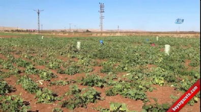 Kilis’e roket düştü 