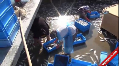 alabalik - Binlerce balık telef oldu Videosu