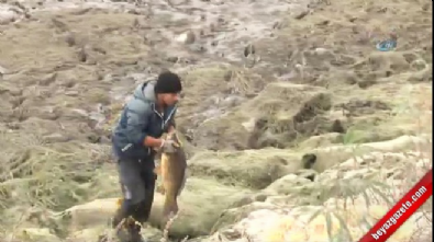 Dev balıkları elleriyle yakaladı  Videosu