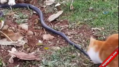 Kediler avladıkları yılanı paylaşamayınca  Videosu