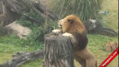 hayvanat bahcesi - Aslanların nefes kesen kış idmanı  Videosu