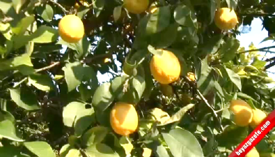 Mersin'den Cerattepe'ye limon seferberliği  Videosu