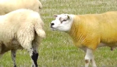 musevi - Genetiği değiştirilen koyun helal mi?  Videosu