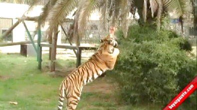 hayvanat bahcesi - Hayvanat Bahçesindeki Kaplan, 6 Yaşındaki Çocuğa Saldırdı  Videosu