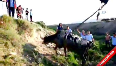 Bu da inek kurtarma operasyonu  Videosu