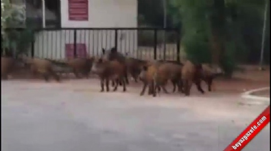 yaban domuzu - Şehre inen domuzlar polise saldırdı  Videosu