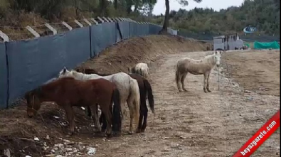 Antalya'da kaçak at kesimine baskın 
