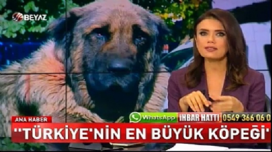 beyaz haber - Türkiye'nin en büyük köpeği Videosu