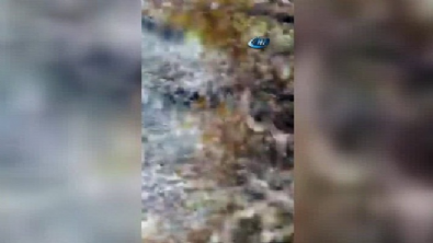 Kızılcahamam’da ayı-köpek kovalamacası  Videosu
