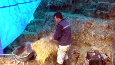 hayvancilik - Fabrika işçisi çift, 'Genç Çiftçi Projesi' ile hayvancılığa başladı - BİLECİK  Videosu