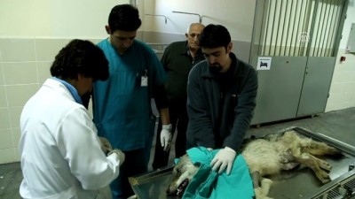 bakim merkezi - Yaralı tilki tedavi altına alındı - SAMSUN Videosu