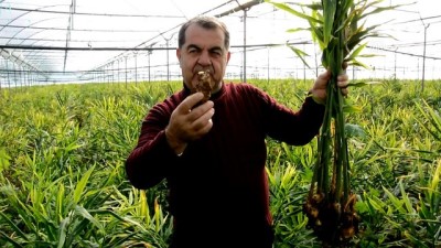 cennet - İlk kez üretilen zencefilde hasat dönemi - ANTALYA Videosu