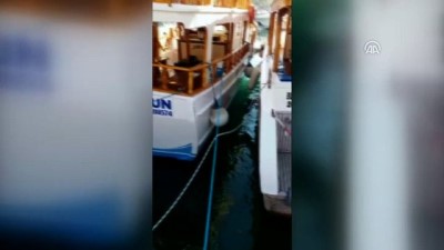 demirli - Teknecilerin 'Akdeniz foku' heyecanı - ANTALYA Videosu