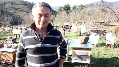 gorece - Ayılar arı kovanlarına saldırdı - DÜZCE  Videosu