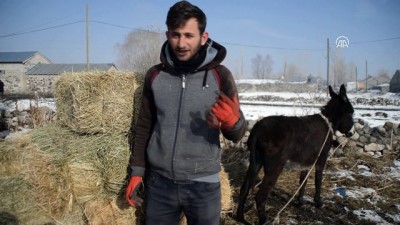 hayvancilik - Doğu Anadolu'da soğuk hava - AĞRI  Videosu