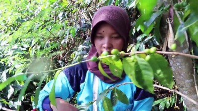 gesi - Açe'de kahve hasadı festivali - TAKENGON  Videosu