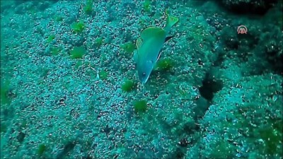 Denize bırakılan av malzemeleri temizleniyor - SİNOP