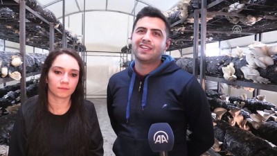 İstiridye mantarı için İstanbul'dan Ordu'ya döndüler - ORDU 