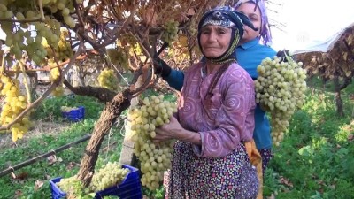 tarim ilaci - Kış mevsiminde üzüm hasadı - MANİSA Videosu