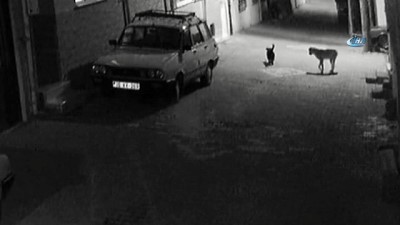 sokak kopegi -  Sokak köpeğini silahla vurdular... O anlar güvenlik kamerasında Videosu