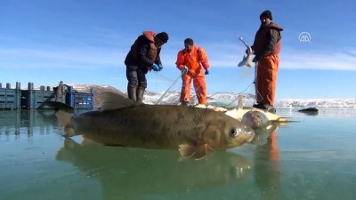 aynali sazan - Donan gölde buzları 'motorlu testere'yle kesip balık avlıyorlar - MUŞ  Videosu