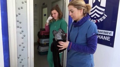 lenin x - Kanatları ve tüyleri kesilmiş bulunan karga 8 aydır veteriner kontrolünde - MUĞLA Videosu