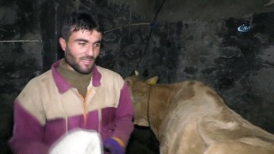 hayvan -  Yeni doğan buzağılar için ahıra soba kurdular  Videosu