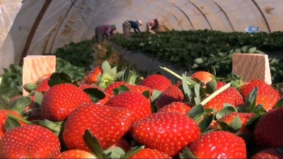 aile ekonomisi -  Antalya'da kış dönemi çilek hasadı başladı  Videosu