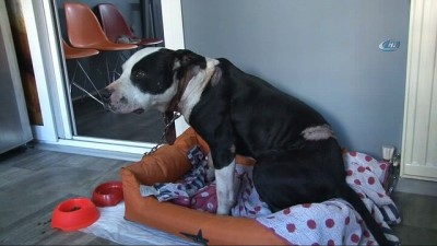  Kendi köpeğini kurtarmak adına Pitbull cinsi köpeği bıçakladı 